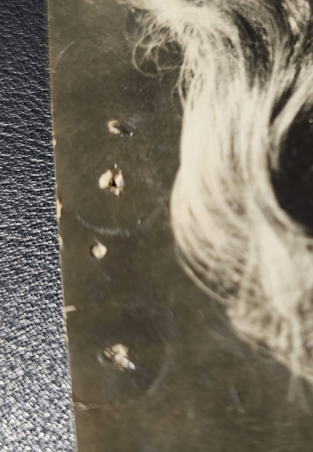 (image for) Brigitte Bardot#3269